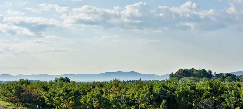 A view of rows of green apple trees at Chiles Peach Orchard