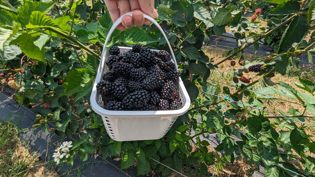 A basket of blackberries being held in front of a blackberry bush