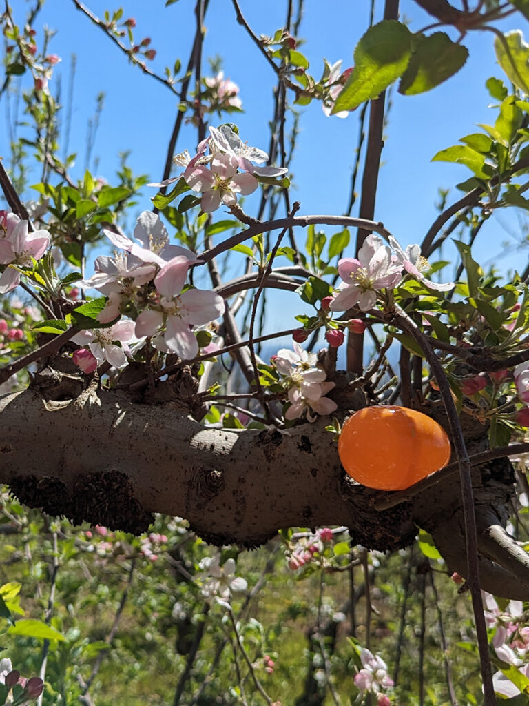 An orange easter egg in the branch of a tree