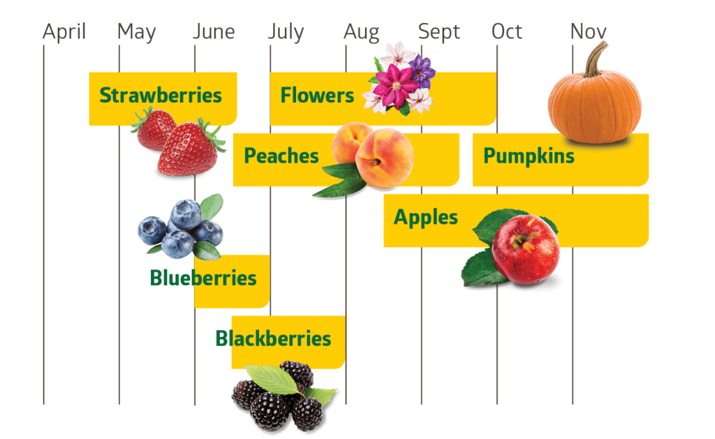 Strawberries are available from mid-April to mid-June. Flowers are available from Jlu through September. Peaches are available from mid-June to mid-Sept. Pumpkins are available from mid-late-Sept through Nov. Apples are available from mid-August through Nov. Blueberries and Blackberries are available in mid-June through July.