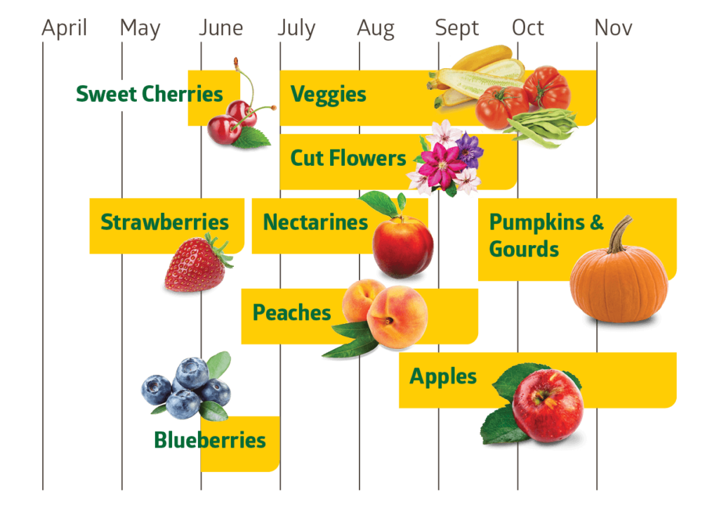 Sweet cherries are available from late May to mid-June. Veggies, July through Oct. Cut Flowers, July through September. Strawberries, mid-April to mid-June. Nectarines, mid-June to late August. Pumpkins and gourds, mid-Sept through Nov. Peaches, mid-June to mid-September. Pumpkins, mid-late-Sept through November. Apples, mid-August through November. Blueberries, June. 