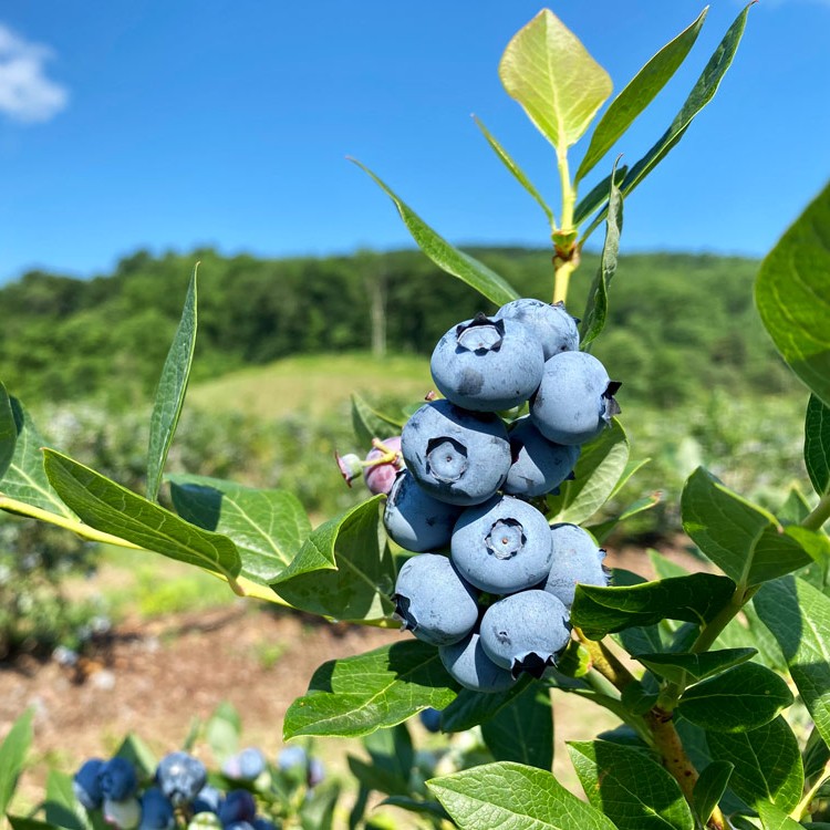 Pick Your Own Blueberries at Chiles Peach Orchard in June