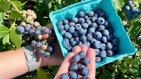 Blueberries in a hand and carton.