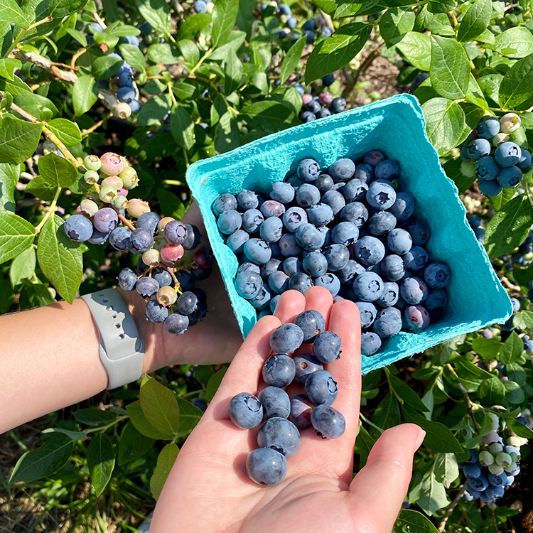 Blueberries in a hand and carton.