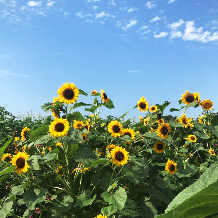 A field of sunflowers