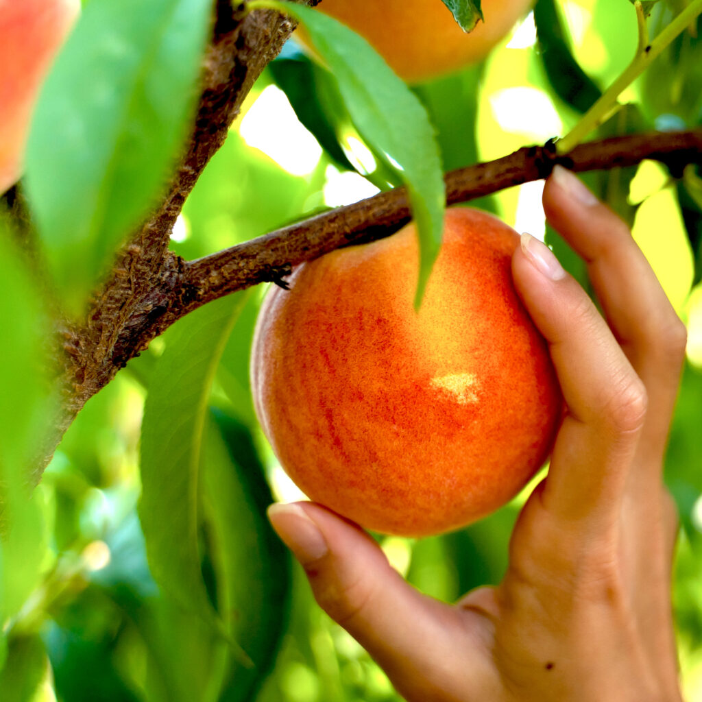 A hand picking a peach from a branch