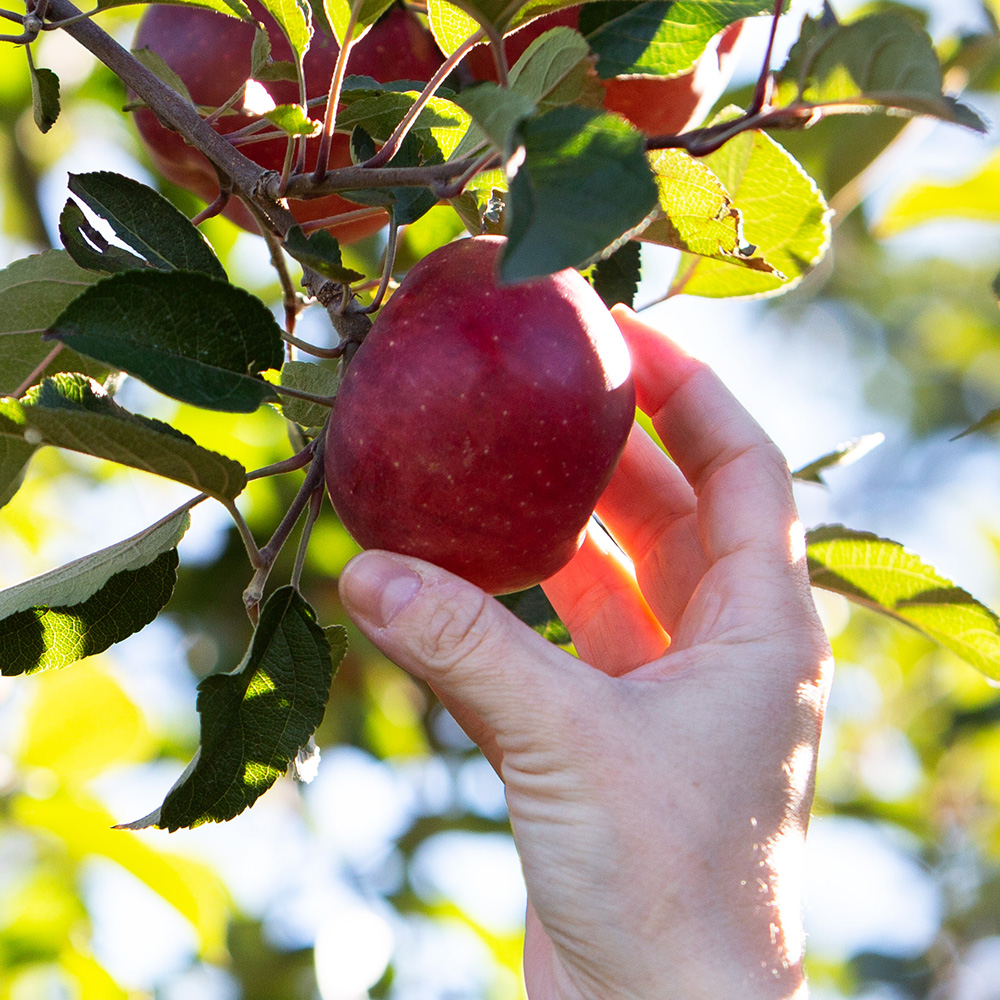 A hand picking an apple.