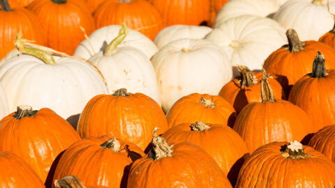 Rows of pumpkins
