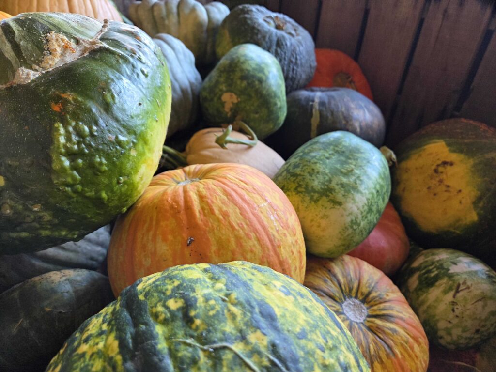 a pile of multi-colored pumpkins