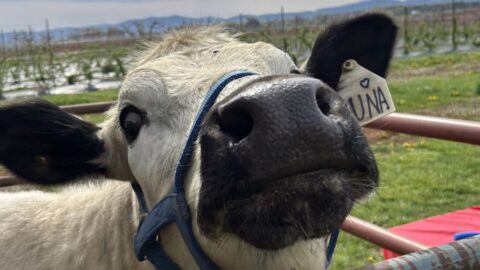 A cow named Luna leaning on a fence