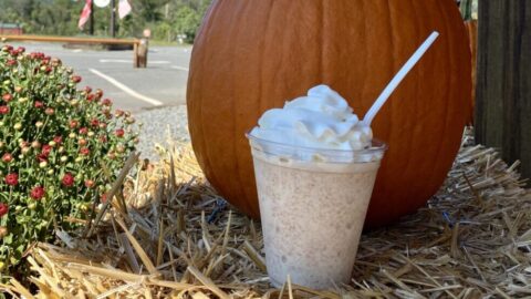 a pumpkin milkshake next to a pumpkin and some mums.