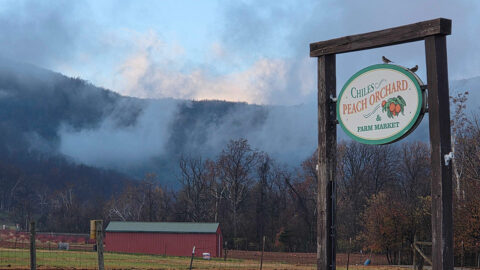 A foggy morning at Chiles Peach Orchard
