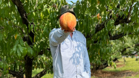 Farmer Henry Chiles holding a world-record peach in front of his face