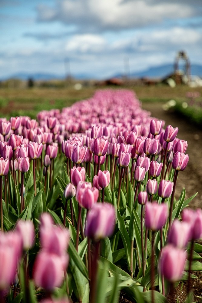A field of violet tulips