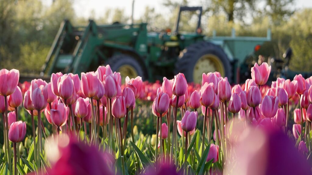 A field of violet tulips with a tractor in the background