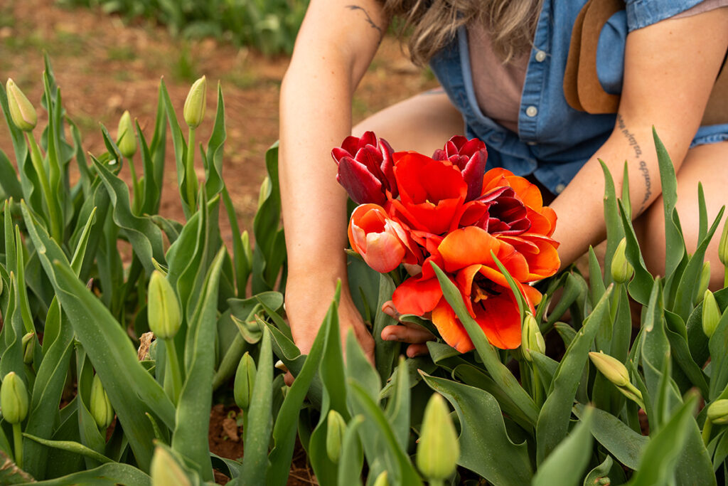 A woman picking tulips from a field