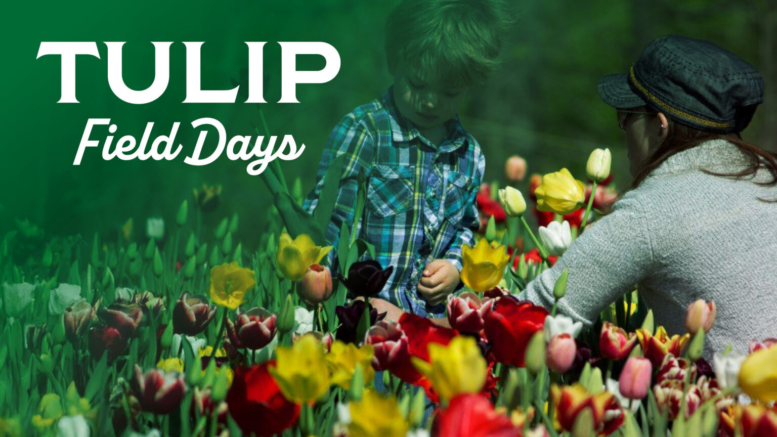Field Days Cod Tulip Field Days | Pick-your-own Tulips | Chiles Peach Orchard