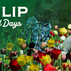 Tulip Field Days