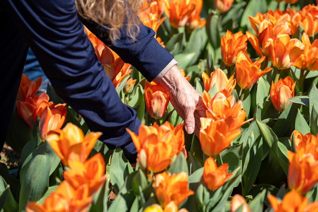 A woman picking orange tulips