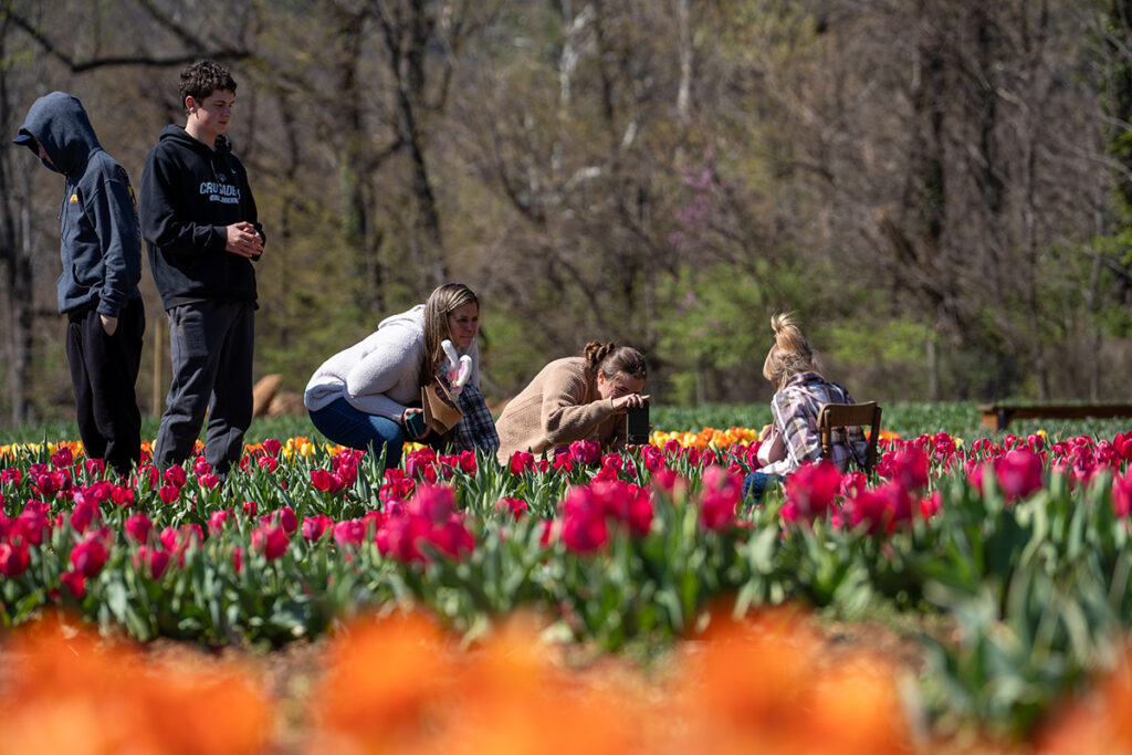 A family taking photos among a field of flowers