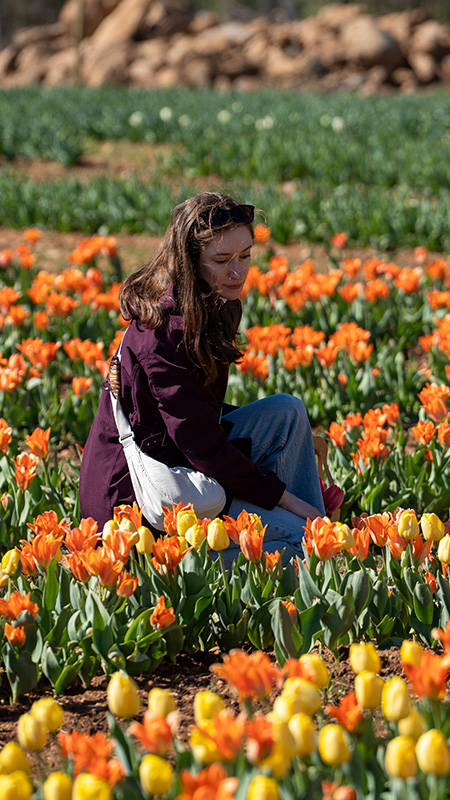 a woman picking orange tulips in a field