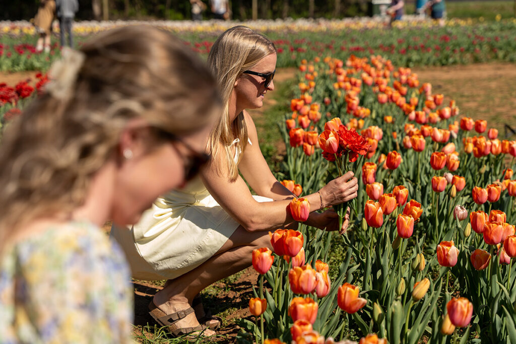Two women picking tulips