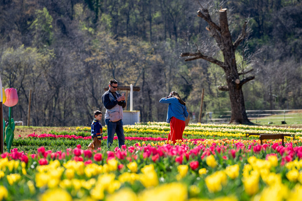 A family taking photos in a field of tulips