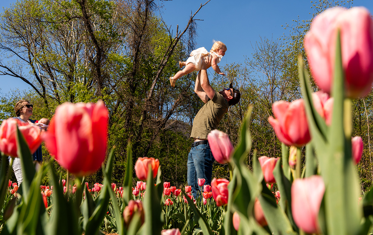 A dad playing with his baby in a tulip field