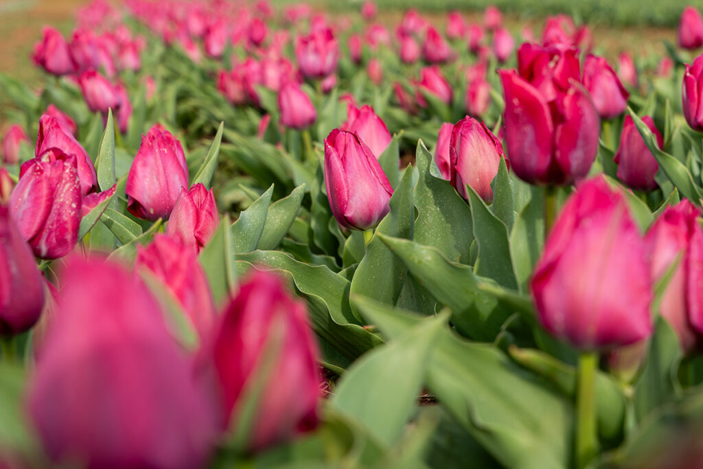 Pink tulips in a field