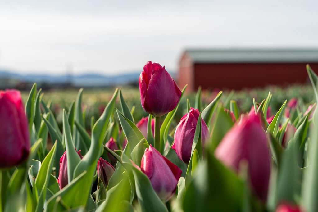 Pink tulips in a field