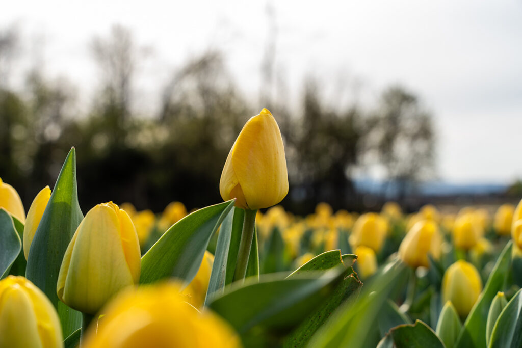 Yellow tulips in a field