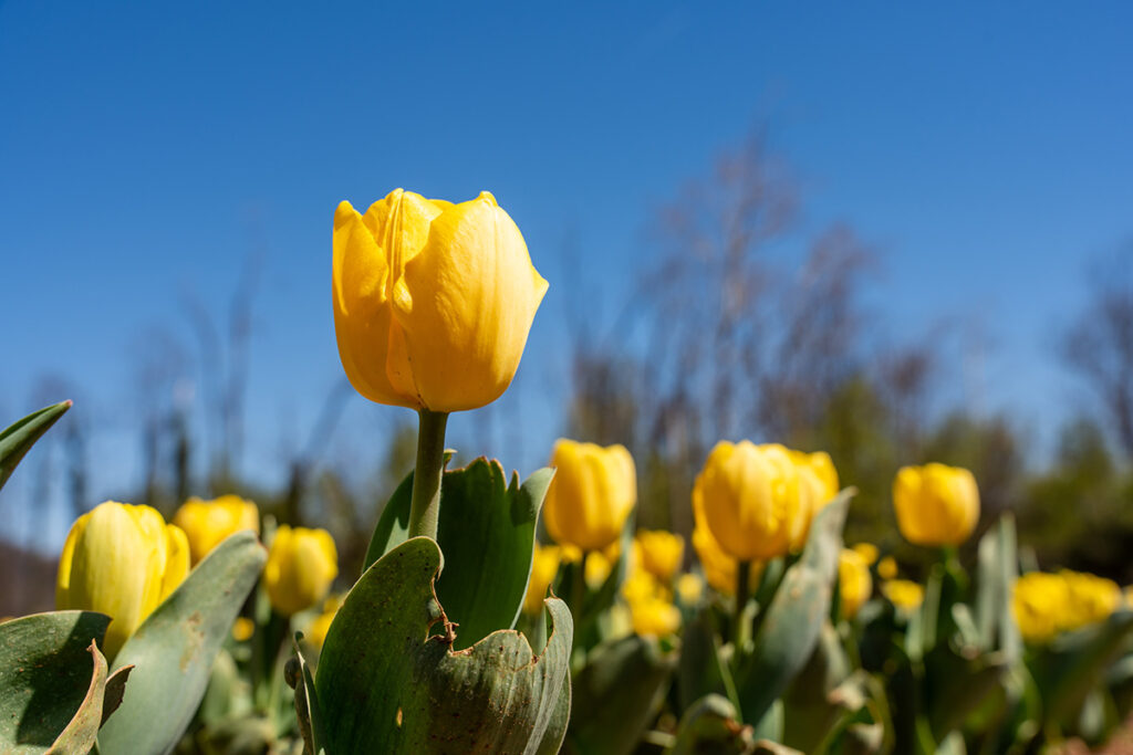 Yellow tulips in a field