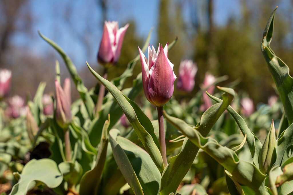 Pink tulips in a field