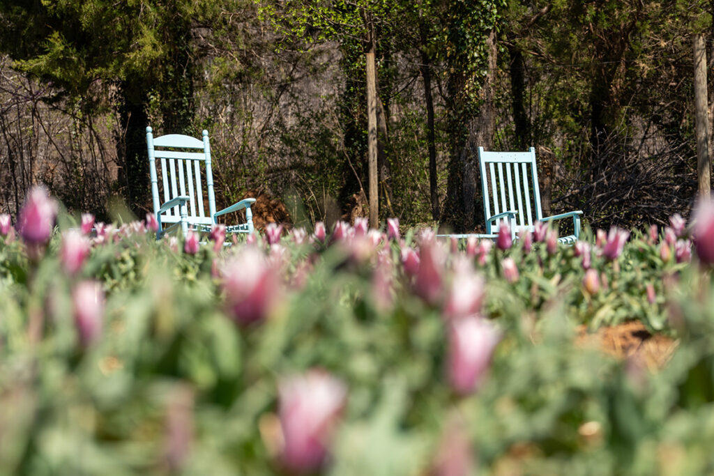 Pink tulips in a field with chairs behind