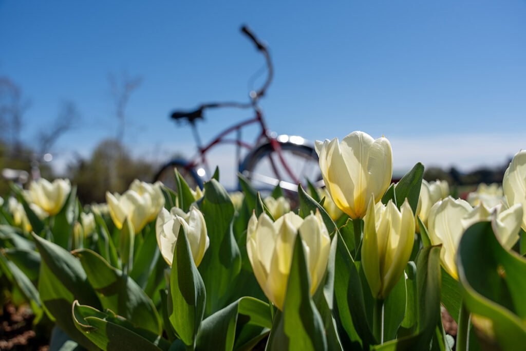 White tulips in a field with a bicycle behind
