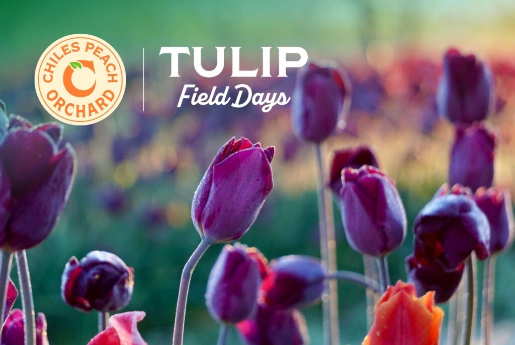 A field of purple tulips with the text, "Tulip Field Days"