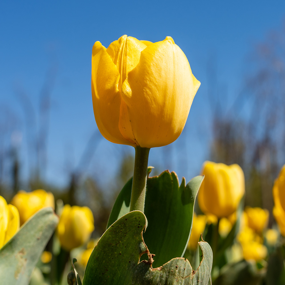 A yellow tulip in a field of tulips