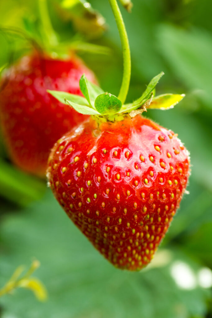 a ripe strawberry