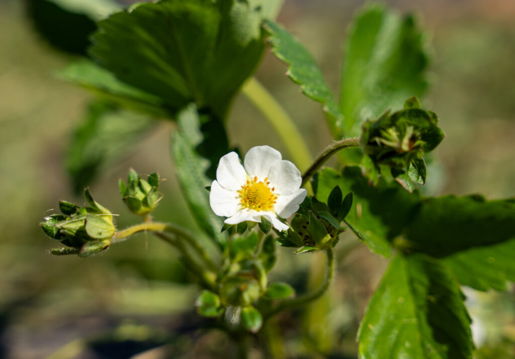 A strawberry blossom