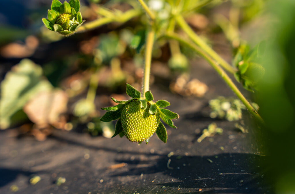 An unripe strawberry