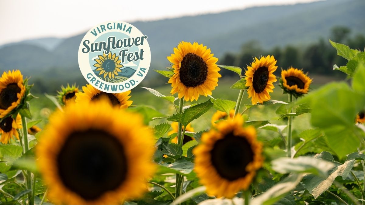 Virginia Sunflower Fest feature image with sunny yellow blooms in front of the Blue Ridge Mountains in Virginia