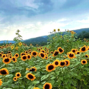 Sunflowers in the field with mountains in the background at Chiswell Farm and Winery for the 2025 Virginia Sunflower Fest