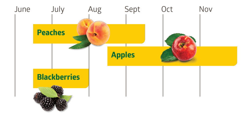 Pick your own fruit available at Carter Mountain Orchard: blackberries, peaches, and apples