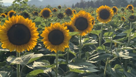 sunflowers in field