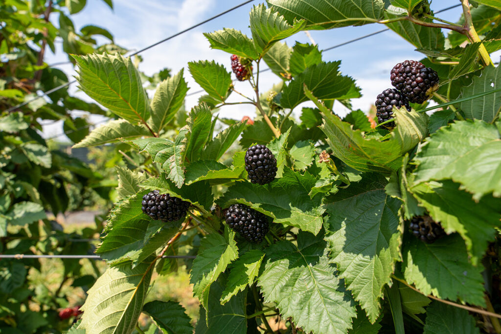 Ripe blackberries on the vine