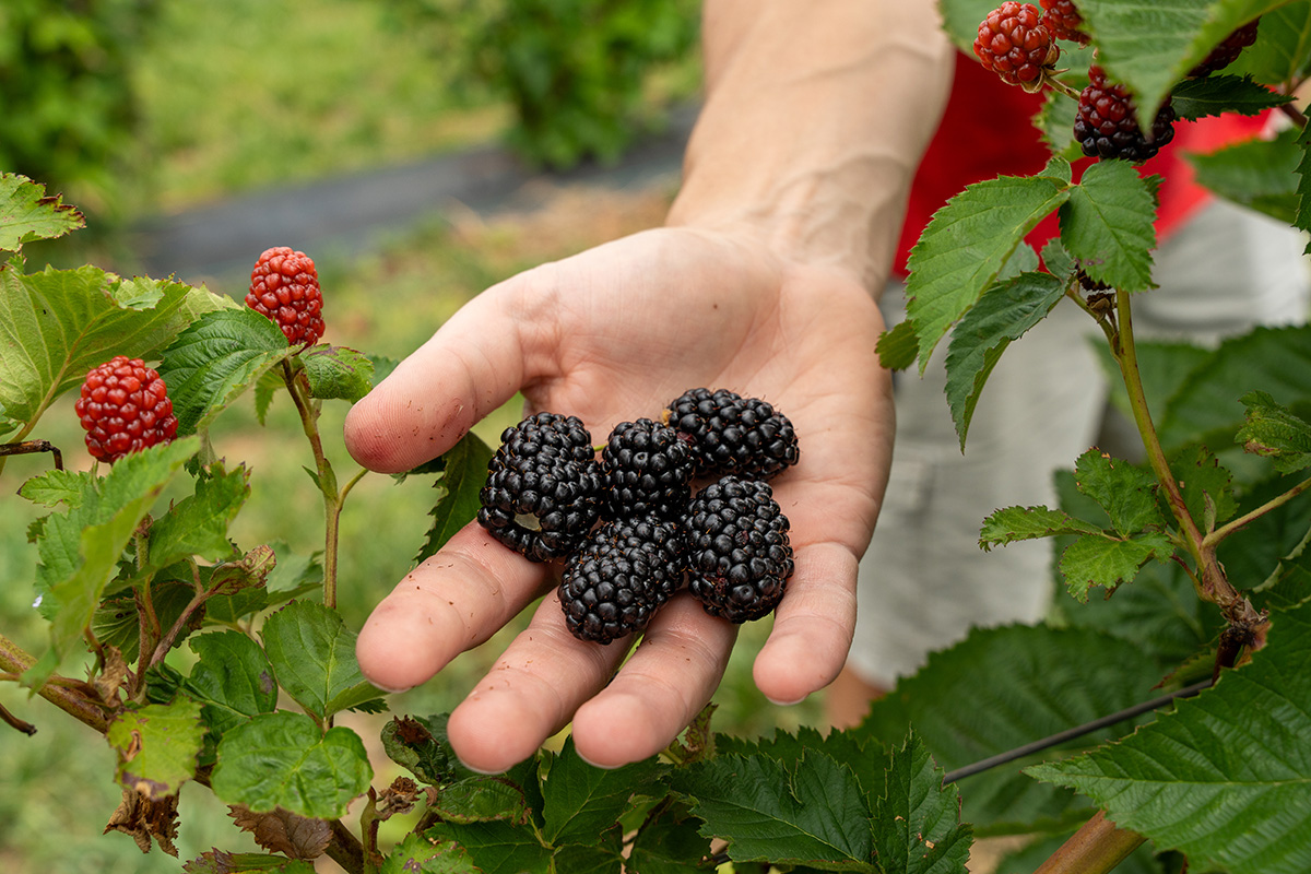 A handful of blackberries