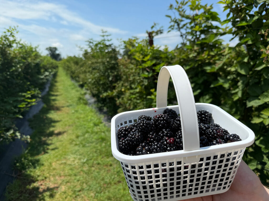 A basket of blackberries