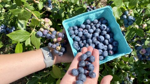 A hand with a container of blueberries