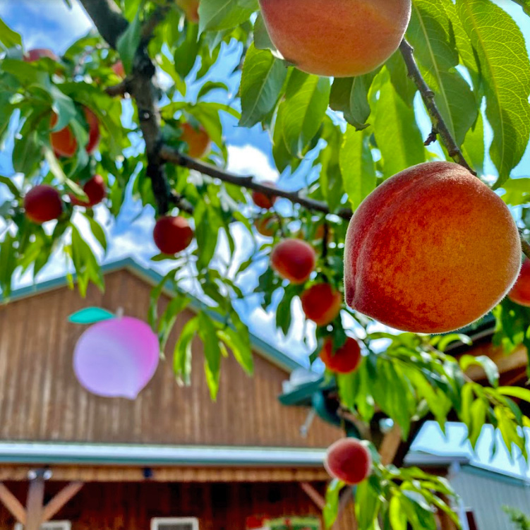 Peaches in front of a wooden barn