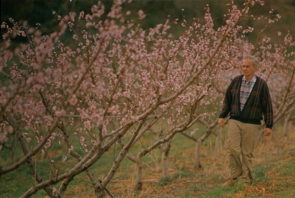 Henry Chiles walking down a row of peach blossoms